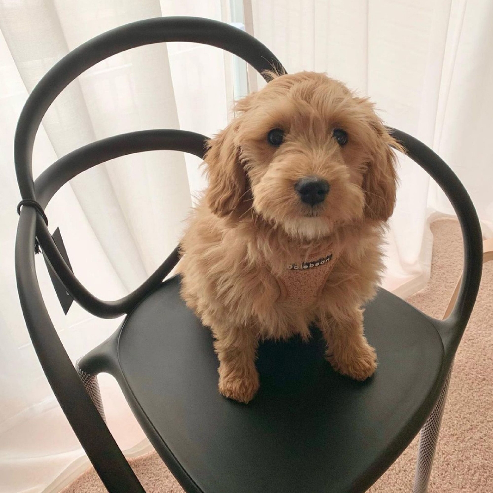 Sedia loop with cushion indoor